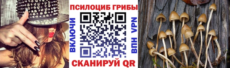 blacksprut ONION  Тутаев  Псилоцибиновые грибы мицелий 